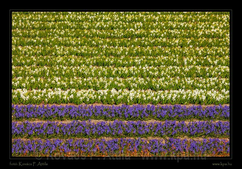 Keukenhof Hollandia 056.jpg